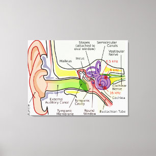 Diagram van de cochleaire frequentiekaart van het canvas afdruk