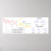 Diagram van de "Major Nucleotide Molecules" Poster (Voorkant)
