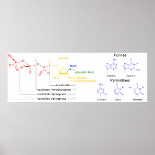Diagram van de "Major Nucleotide Molecules" Poster