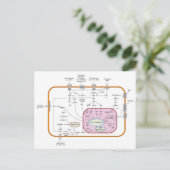 Diagram van de paden van de cel gensignaaloverdrac briefkaart (Staand voorkant)