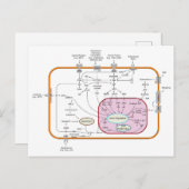Diagram van de paden van de cel gensignaaloverdrac briefkaart (Voorkant / Achterkant)