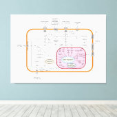 Diagram van de paden van de cel gensignaaloverdrac canvas afdruk (Insitu (Houten vloer))