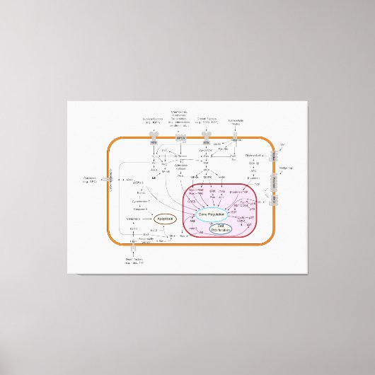 Diagram van de paden van de cel gensignaaloverdrac canvas afdruk (Voorkant)