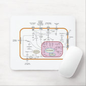 Diagram van de paden van de cel gensignaaloverdrac muismat (Met muis)