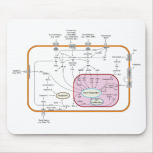 Diagram van de paden van de cel gensignaaloverdrac muismat