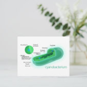 Diagram van een typische cyanobacteriecel briefkaart (Staand voorkant)