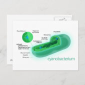 Diagram van een typische cyanobacteriecel briefkaart (Voorkant / Achterkant)