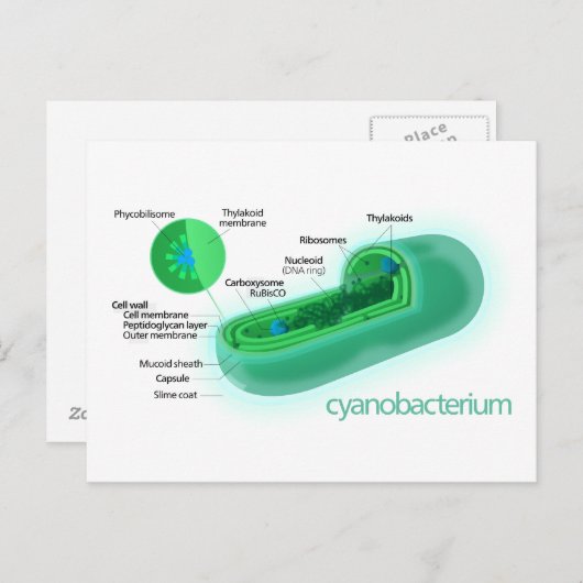 Diagram van een typische cyanobacteriecel briefkaart (Voorkant / Achterkant)