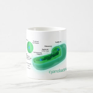 Diagram van een typische cyanobacteriecel koffiemok