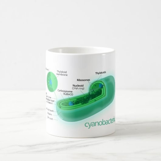 Diagram van een typische cyanobacteriecel koffiemok (Center)