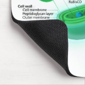 Diagram van een typische cyanobacteriecel muismat (Hoek)