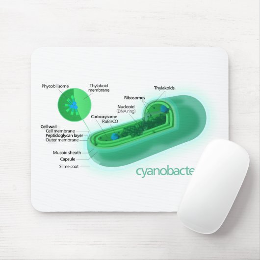 Diagram van een typische cyanobacteriecel muismat (Met muis)