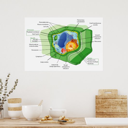 Diagram van een typische Plant celstructuur Poster (Keuken)