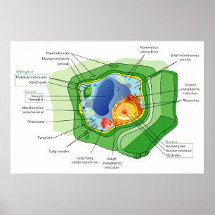 Diagram van een typische Plant celstructuur Poster