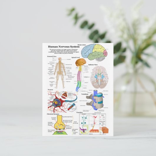 Diagram van het humaan brein en centraal zenuwstel briefkaart (Staand voorkant)