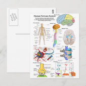 Diagram van het humaan brein en centraal zenuwstel briefkaart (Voorkant / Achterkant)