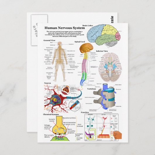 Diagram van het humaan brein en centraal zenuwstel briefkaart (Voorkant / Achterkant)
