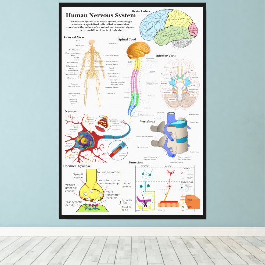 Diagram van het humaan brein en centraal zenuwstel canvas afdruk (Insitu (Houten vloer))