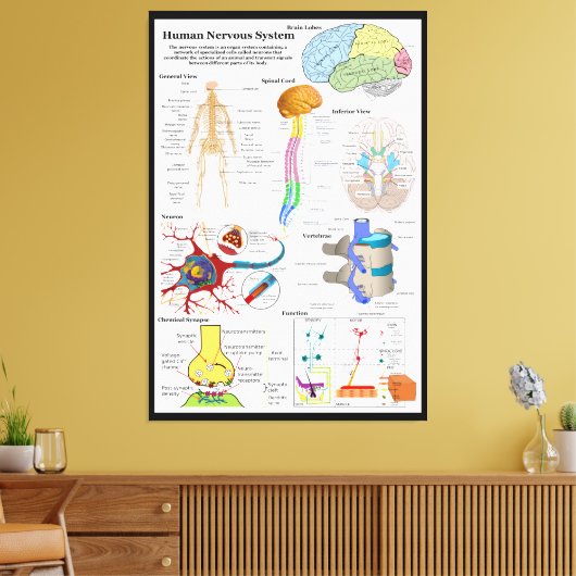 Diagram van het humaan brein en centraal zenuwstel canvas afdruk (Insitu (Woonkamer))