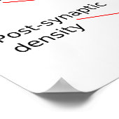 Diagram van het humaan brein en centraal zenuwstel poster (Hoek)