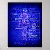 DIAGRAM VAN HET MENSELIJK NERVOUS-SYSTEEM - BLUEPR POSTER (Voorkant)