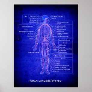 DIAGRAM VAN HET MENSELIJK NERVOUS-SYSTEEM - BLUEPR POSTER