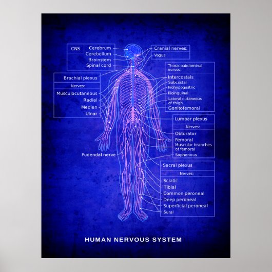 DIAGRAM VAN HET MENSELIJK NERVOUS-SYSTEEM - BLUEPR POSTER (Voorkant)