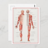 diagram van het menselijk zenuwstelsel briefkaart (Voorkant / Achterkant)