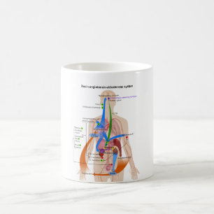 Diagram van het renine-angiotensinesysteem (RAS) Koffiemok