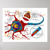 Diagram van Neuronen Nerve-cellen Poster (Voorkant)