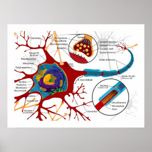 Diagram van Neuronen Nerve-cellen Poster