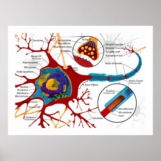 Diagram van Neuronen Nerve-cellen Poster (Voorkant)