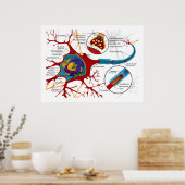 Diagram van Neuronen Nerve-cellen Poster (Keuken)