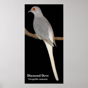 diamantduif, Diamond Dove, Geopelia cuneata Poster