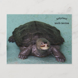 Diamond Back terrapin Briefkaart