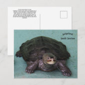 Diamond Back terrapin Briefkaart (Voorkant / Achterkant)