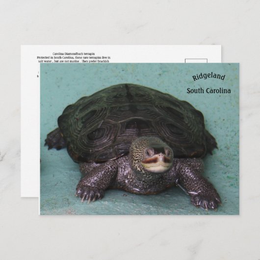 Diamond Back terrapin Briefkaart (Voorkant / Achterkant)