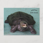 Diamond Back terrapin Briefkaart (Voorkant)