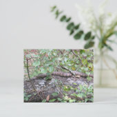 Diamond-back Watersnake on Log Briefkaart (Staand voorkant)