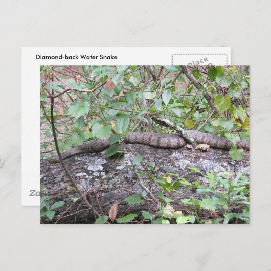 Diamond-back Watersnake on Log Briefkaart (Voorkant / Achterkant)
