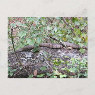 Diamond-back Watersnake on Log Briefkaart