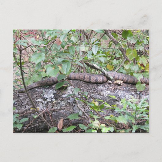 Diamond-back Watersnake on Log Briefkaart (Voorkant)