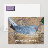 DIAMOND DOVE OP NEST BRIEFKAART (Voorkant / Achterkant)