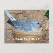 DIAMOND DOVE OP NEST BRIEFKAART (Voorkant)