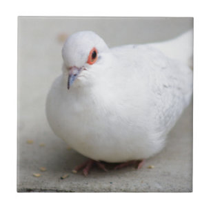 Diamond Dove-vogeltegel Tegeltje