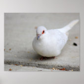 Diamond duif poster (Voorkant)