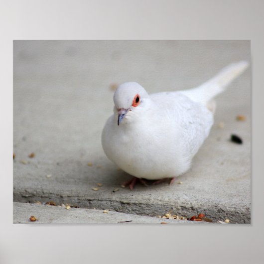 Diamond duif poster (Voorkant)