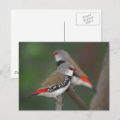 Diamond Finches Briefkaart (Voorkant / Achterkant)