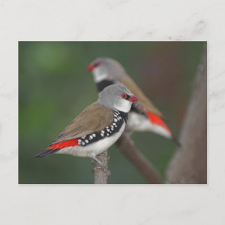Diamond Finches Briefkaart