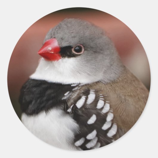 Diamond Firetail Finch Ronde Sticker (Voorkant)